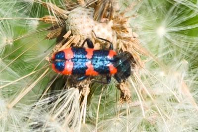 <i>Trichodes alvearius</i>