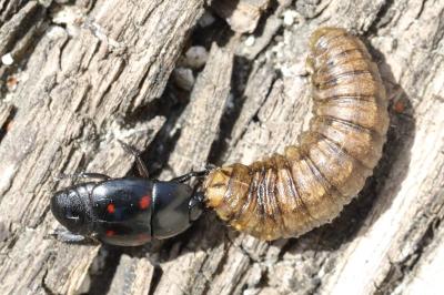 <i>Hister quadrimaculatus</i>