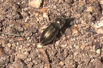 <i>Selatosomus latus</i>