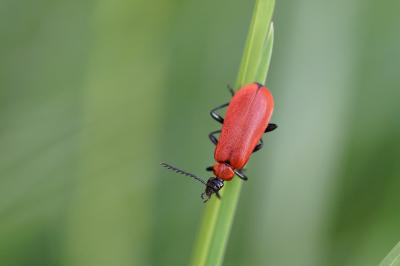 <i>Pyrochroa coccinea</i>