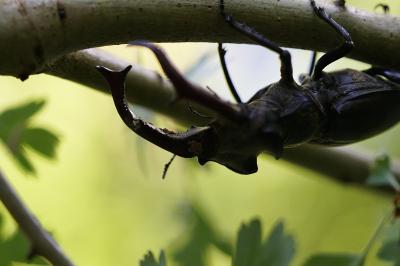 <i>Lucanus cervus</i>