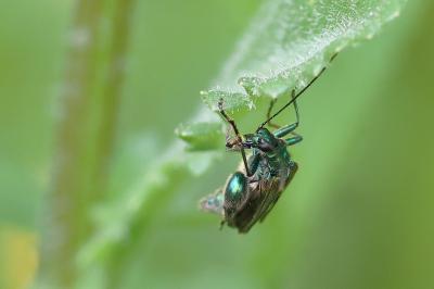 <i>Oedemera nobilis</i>