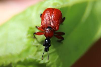 <i>Apoderus coryli</i>