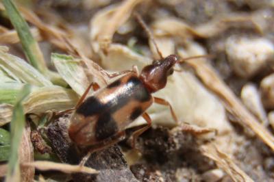<i>Notoxus monoceros</i>