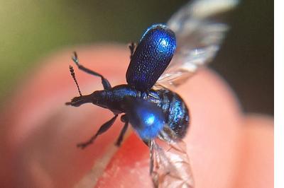 <i>Byctiscus betulae</i>