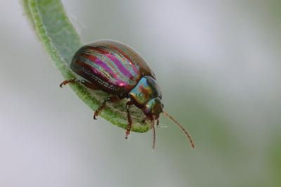 <i>Chrysolina americana</i>
