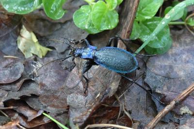 <i>Carabus intricatus</i>