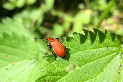 <i>Pyrochroa serraticornis</i>
