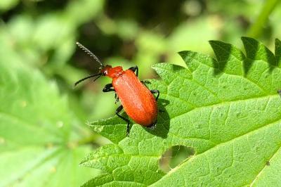 <i>Pyrochroa serraticornis</i>