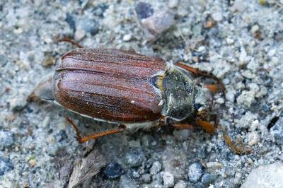 <i>Melolontha melolontha</i>