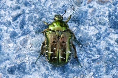 <i>Cetonia aurata</i>