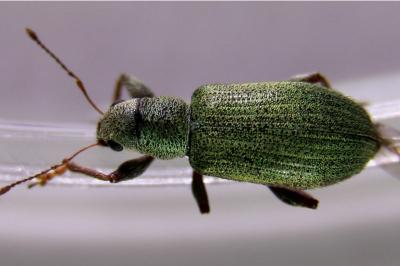<i>Pachyrhinus lethierryi</i>