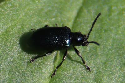 <i>Oulema gallaeciana</i>