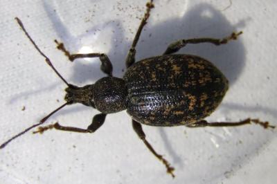 <i>Otiorhynchus aurifer</i>