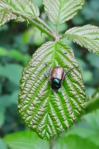 <i>Phyllopertha horticola</i>