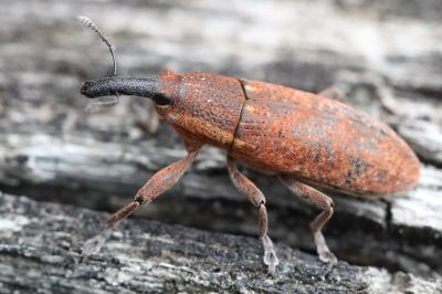 <i>Lixus punctiventris</i>