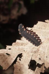 <i>Lampyris</i>
