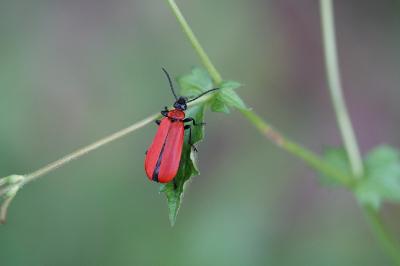 <i>Pyrochroa coccinea</i>