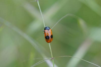 <i>Clytra laeviuscula</i>
