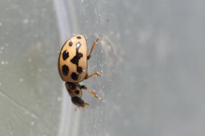 <i>Tytthaspis sedecimpunctata</i>