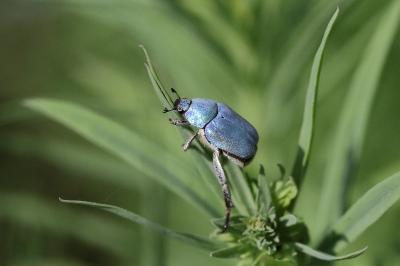 <i>Hoplia coerulea</i>