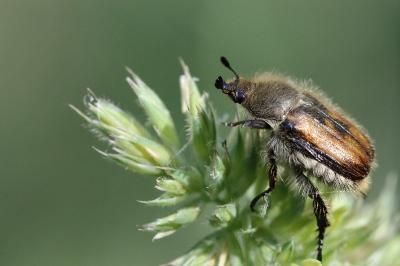 <i>Anisoplia villosa</i>