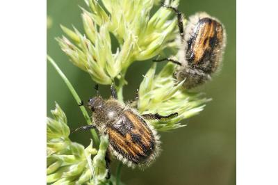 <i>Anisoplia villosa</i>