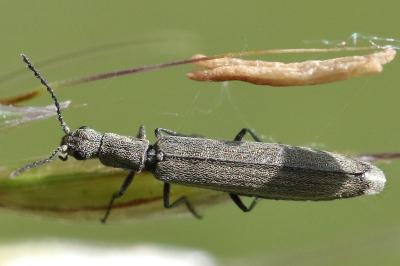<i>Dolichosoma lineare</i>