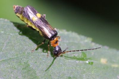 <i>Malthodes</i>