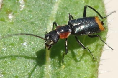 <i>Axinotarsus pulicarius</i>