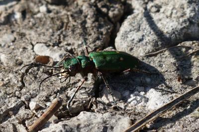 <i>Cicindela campestris</i>