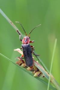 <i>Cantharis rustica</i>