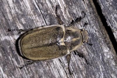 <i>Anoxia villosa</i>