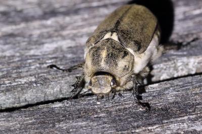 <i>Anoxia villosa</i>
