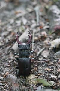 <i>Lucanus cervus</i>