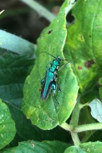 <i>Oedemera nobilis</i>