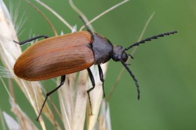 <i>Pseudocistela ceramboides</i>