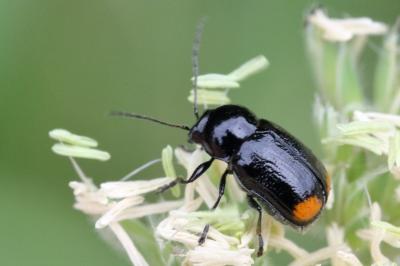 <i>Cryptocephalus biguttatus</i>