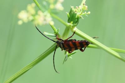 <i>Leptura aurulenta</i>