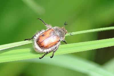 <i>Anisoplia villosa</i>