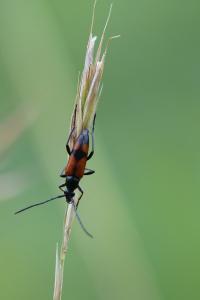 <i>Stenurella bifasciata</i>