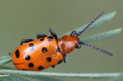 <i>Crioceris duodecimpunctata</i>