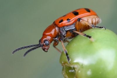 <i>Crioceris duodecimpunctata</i>