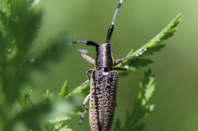 <i>Agapanthia villosoviridescens</i>