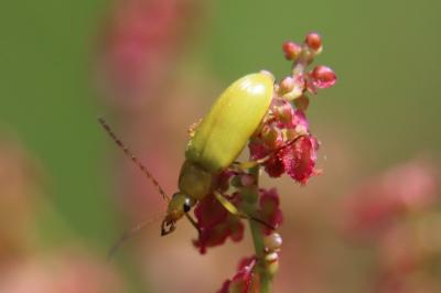 <i>Cteniopus sulphureus</i>