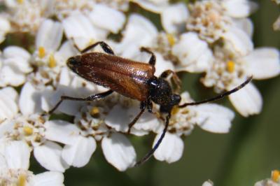 <i>Pseudovadonia livida</i>
