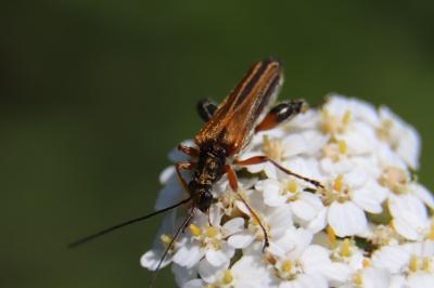 <i>Oedemera podagrariae</i>