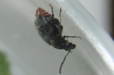 <i>Bruchidius siliquastri</i>