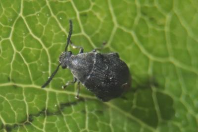<i>Bruchidius siliquastri</i>