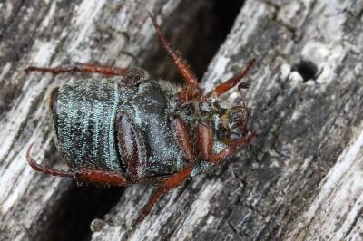 <i>Hoplia philanthus</i>
